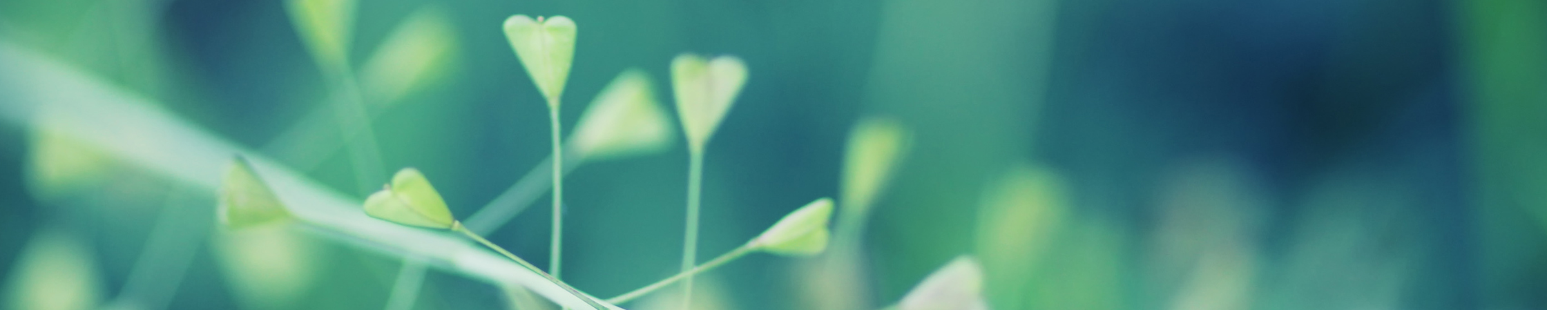 Canvas painting of a dog in colour